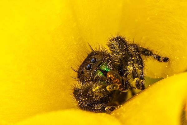 Texas-McMullen County Jumping spider inside prickly pear cactus blossom